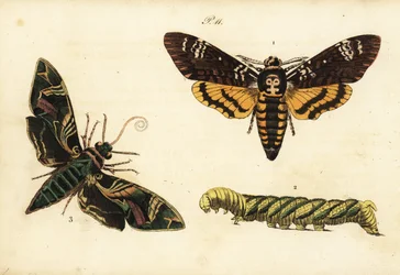 Sphinx tête de mort africain et larve, Acherontia atropos 1,2, et sphinx du laurier-rose, Daphnis nerii 3